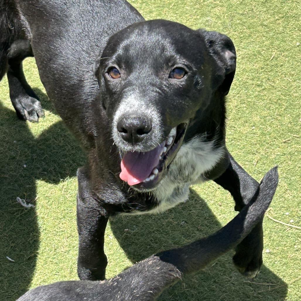 Enlarge Magnet, a Adoptable Mixed Breed in Flagstaff, AZ image 1/6