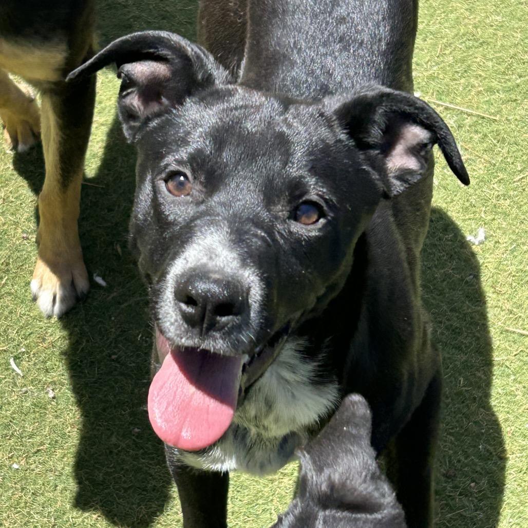 Enlarge Magnet, a Adoptable Mixed Breed in Flagstaff, AZ image 2/6