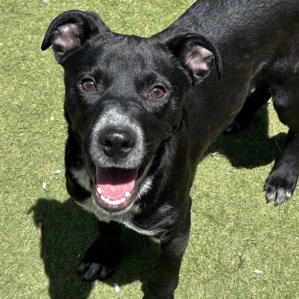Enlarge Magnet, a Adoptable Mixed Breed in Flagstaff, AZ image 3/6