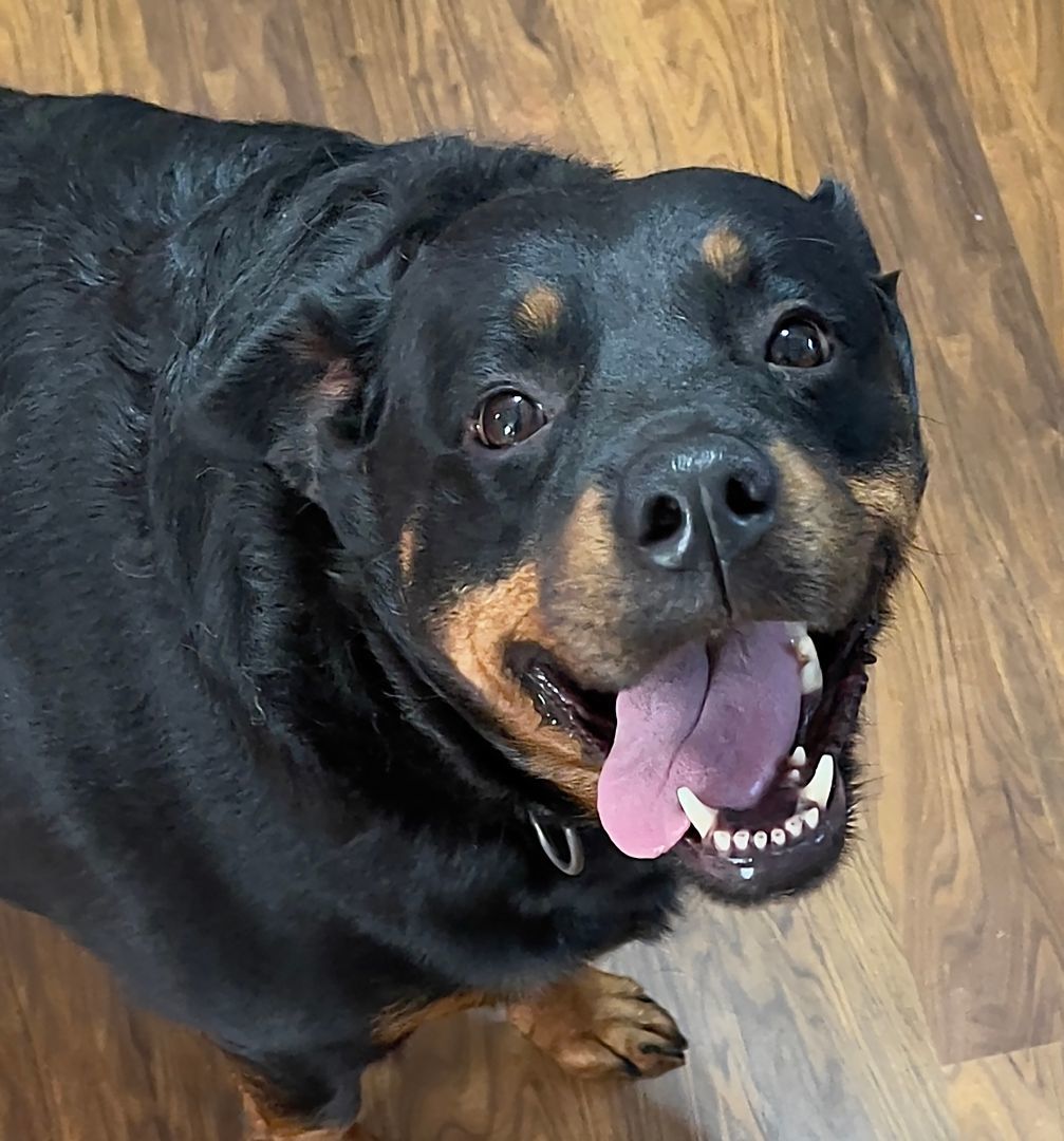 Enlarge Duchess, a Adopted Rottweiler in Nashville, TN image 1/6