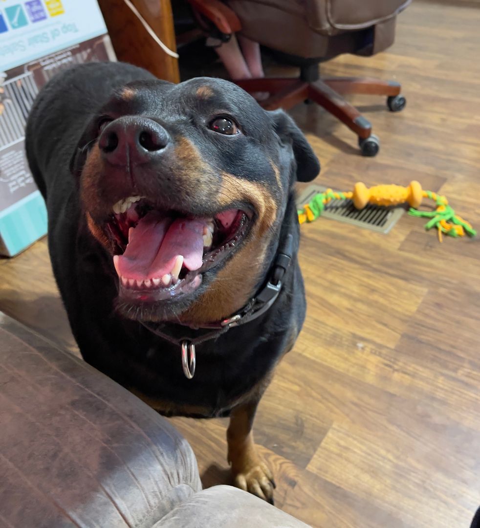 Duchess, Adopted, Adult Female Rottweiler.