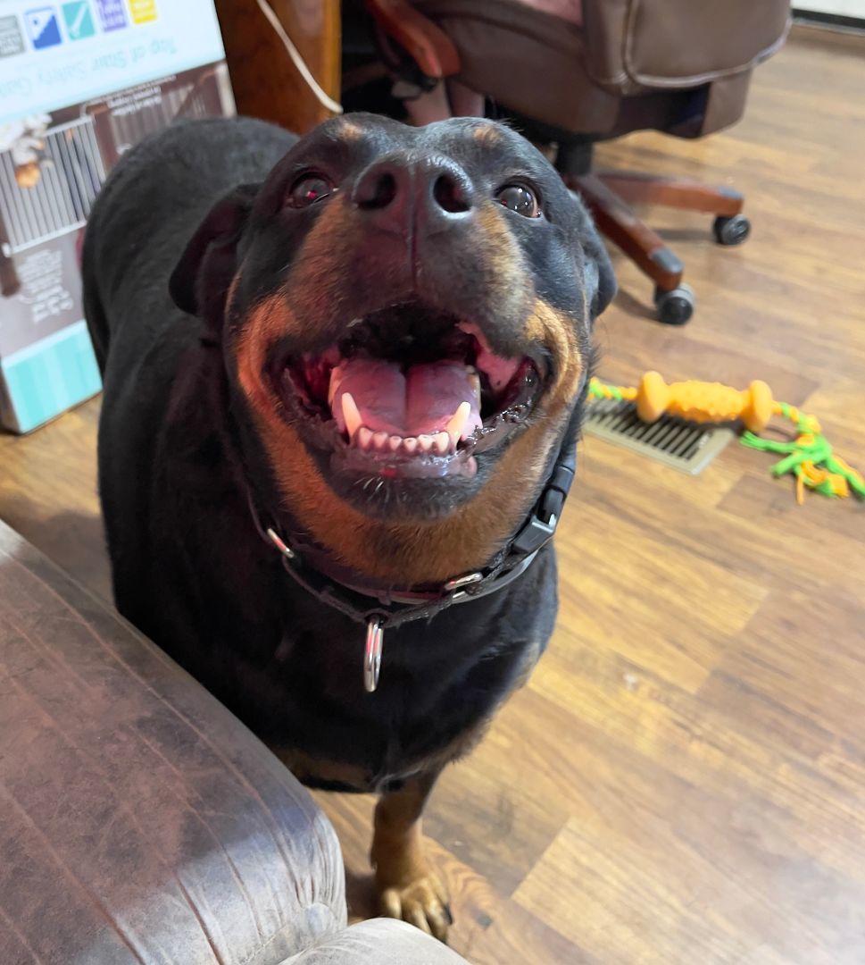 Enlarge Duchess, a Adopted Rottweiler in Nashville, TN image 3/6