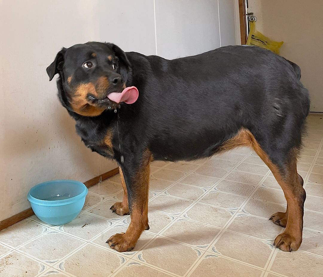 Duchess, Adopted, Adult Female Rottweiler.