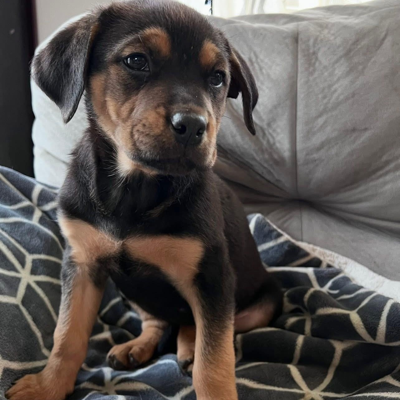 Enlarge Bremer, a Adoptable mixed breed in McHenry, IL image 1/2