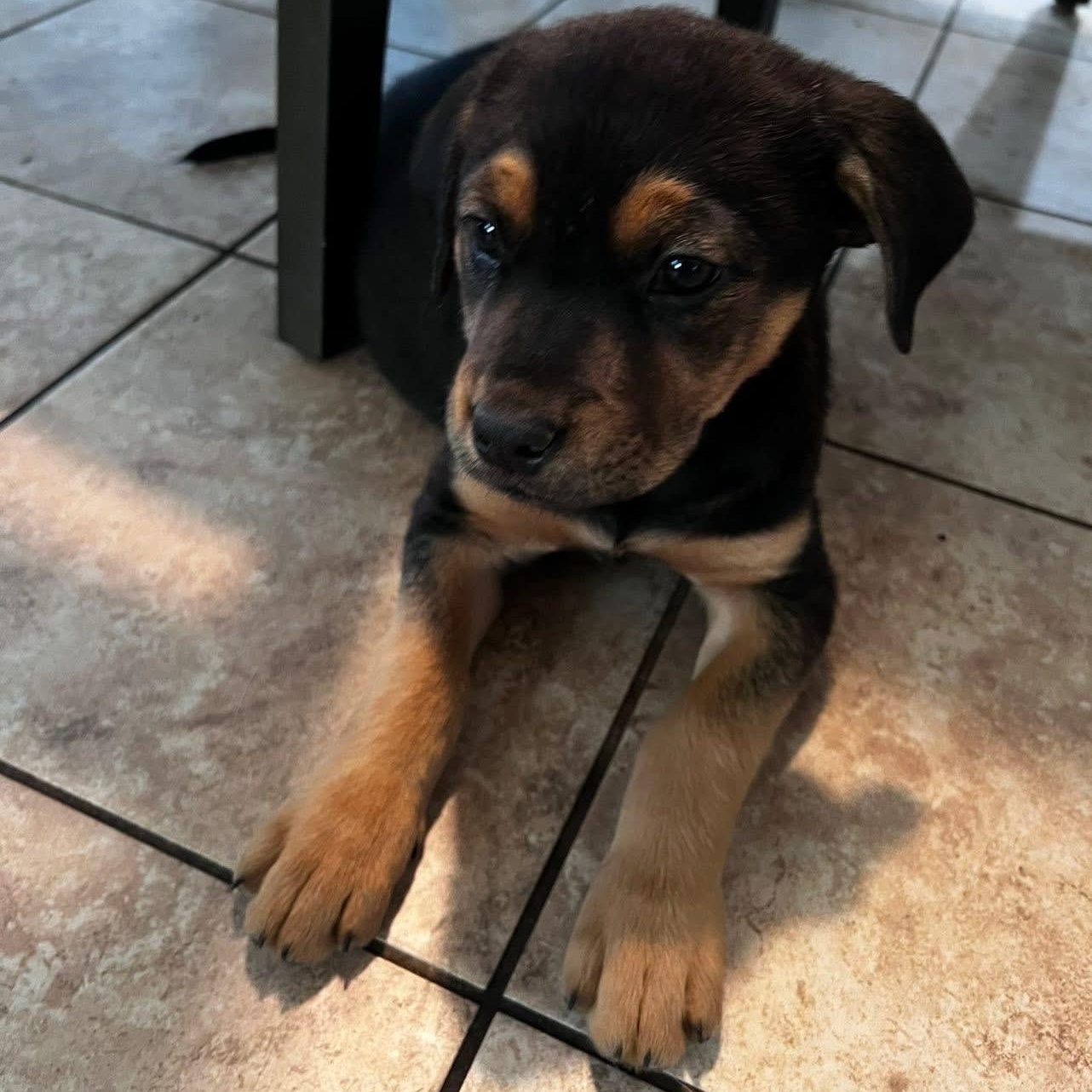 Enlarge Bremer, a Adoptable mixed breed in McHenry, IL image 2/2