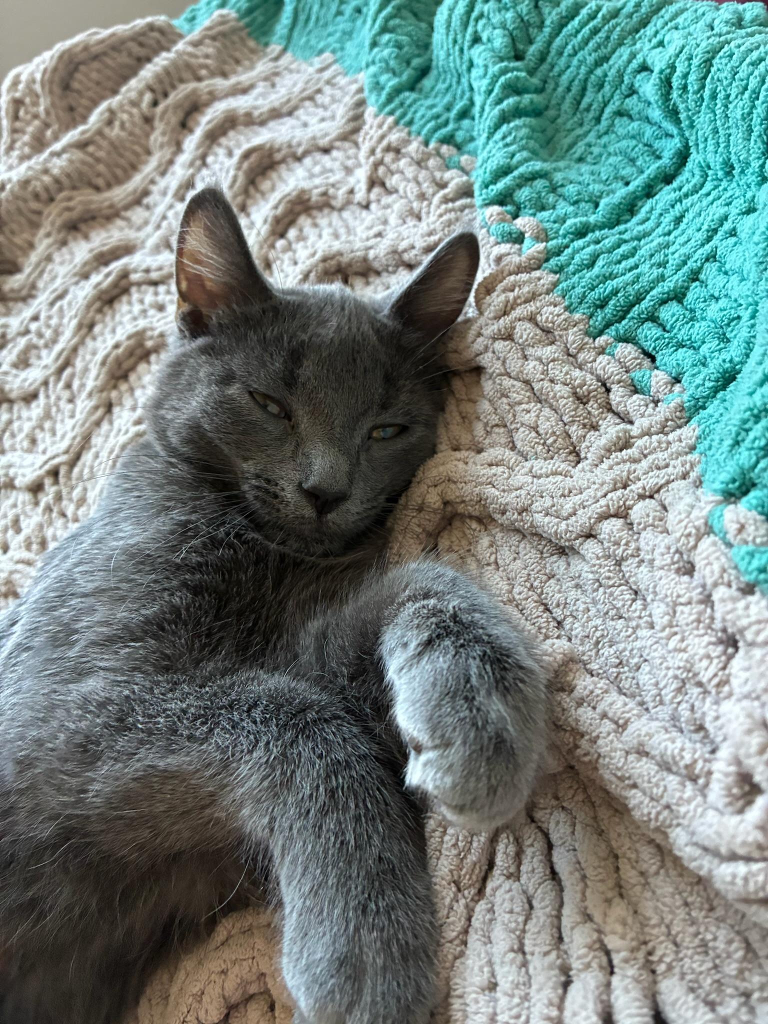 Enlarge Hunter, a Adoptable Domestic Short Hair in Minneapolis, MN image 4/6