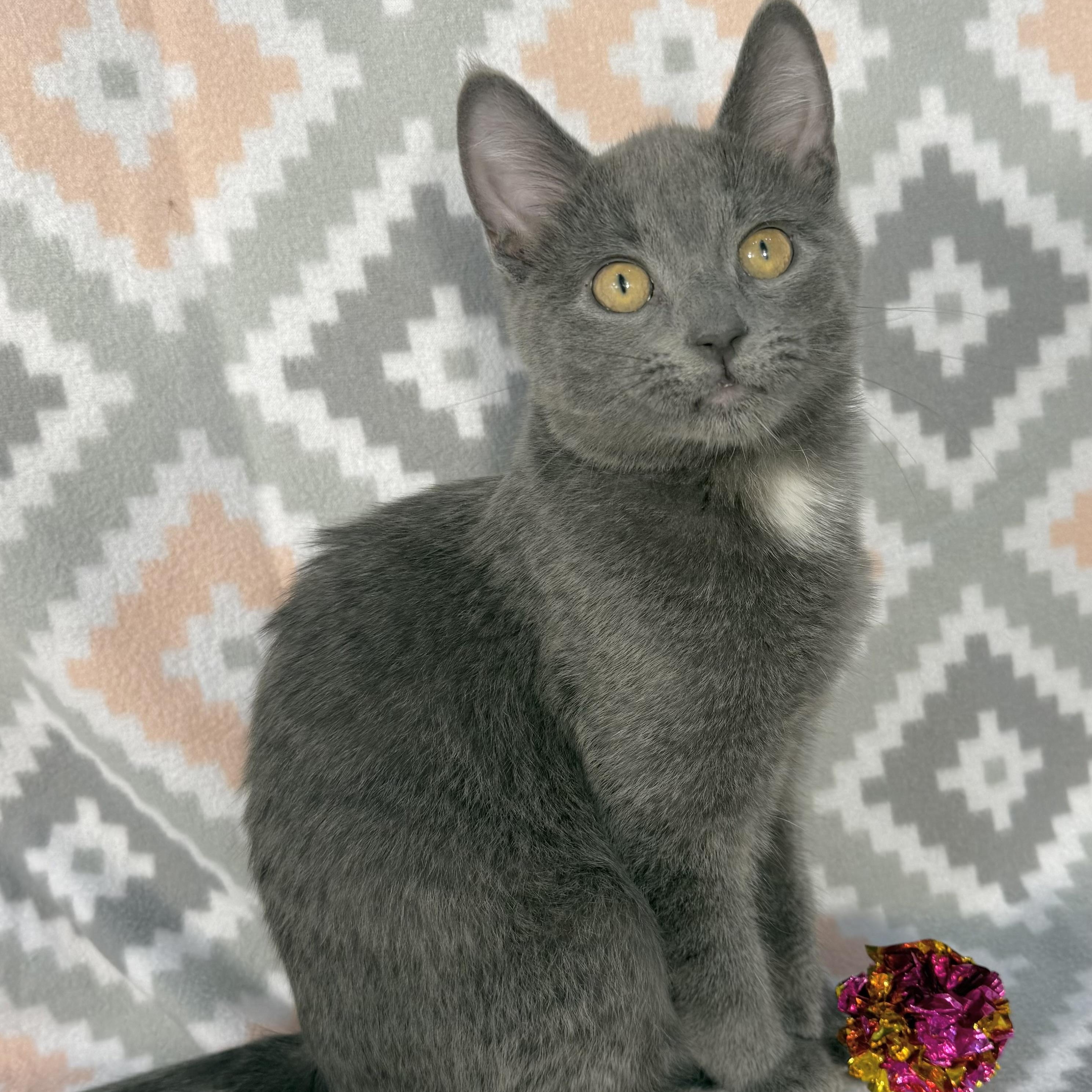 Enlarge Hunter, a Adoptable Domestic Short Hair in Minneapolis, MN image 1/6