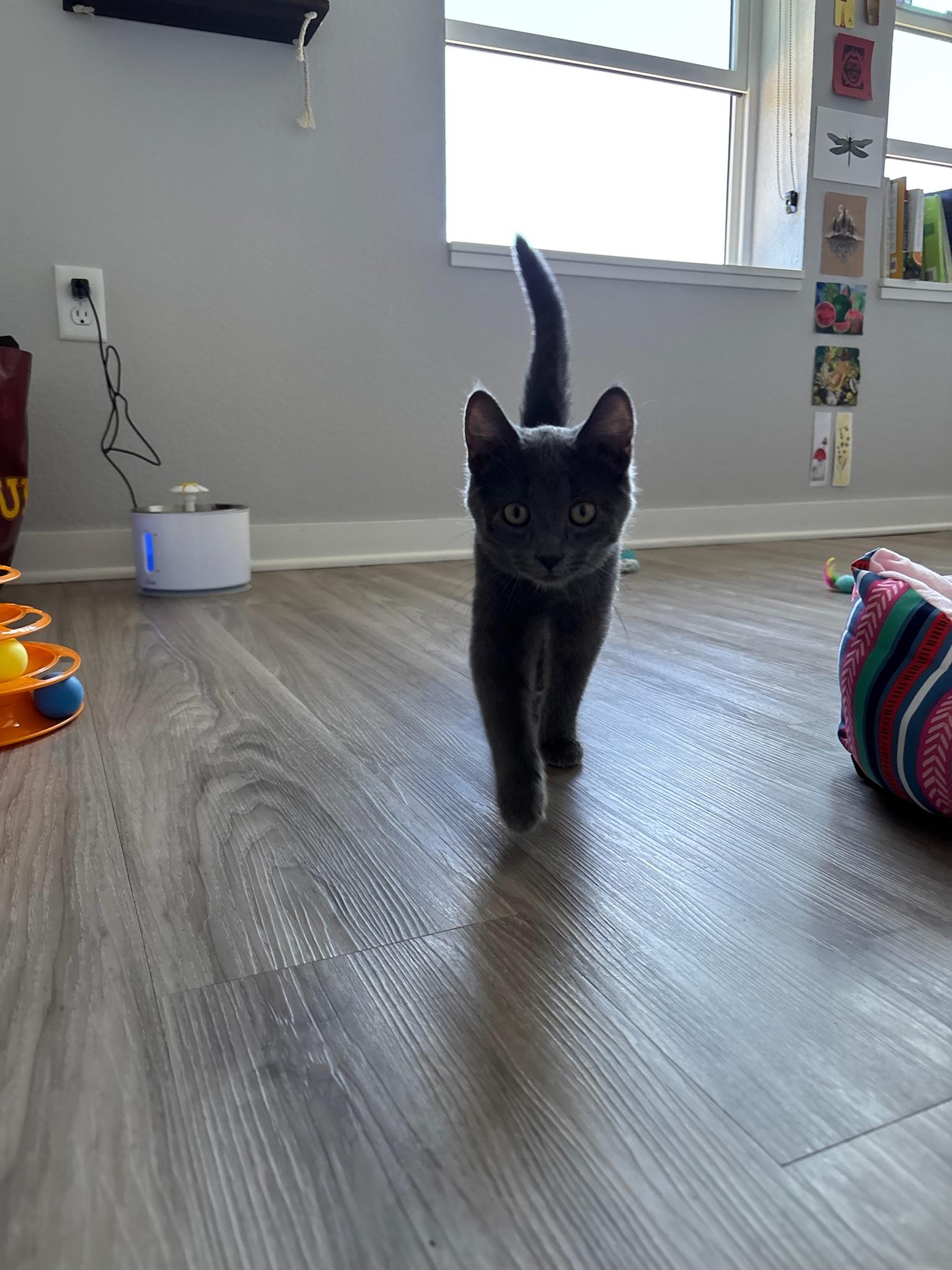 Enlarge Hunter, a Adoptable Domestic Short Hair in Minneapolis, MN image 5/6