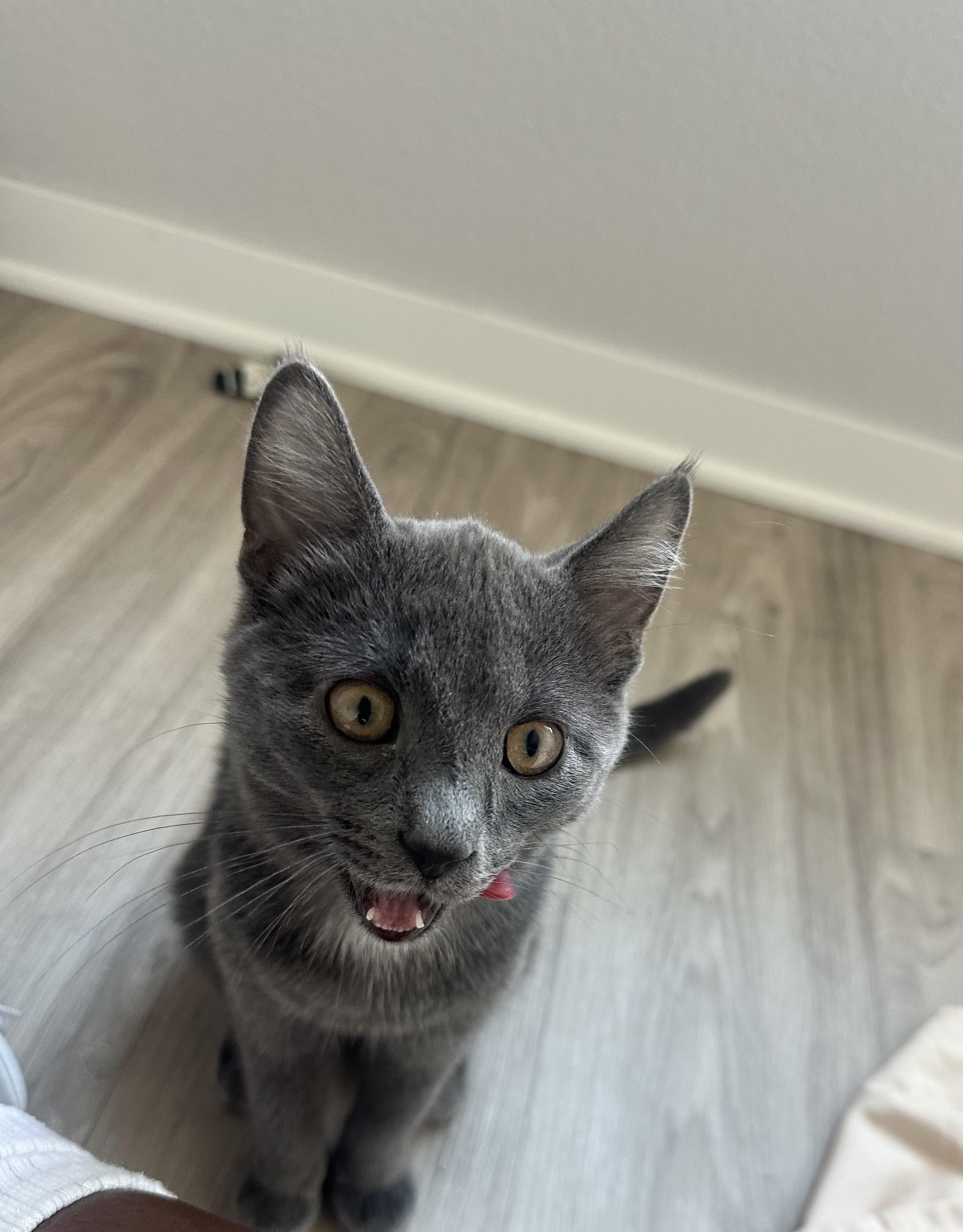 Enlarge Hunter, a Adoptable Domestic Short Hair in Minneapolis, MN image 3/6