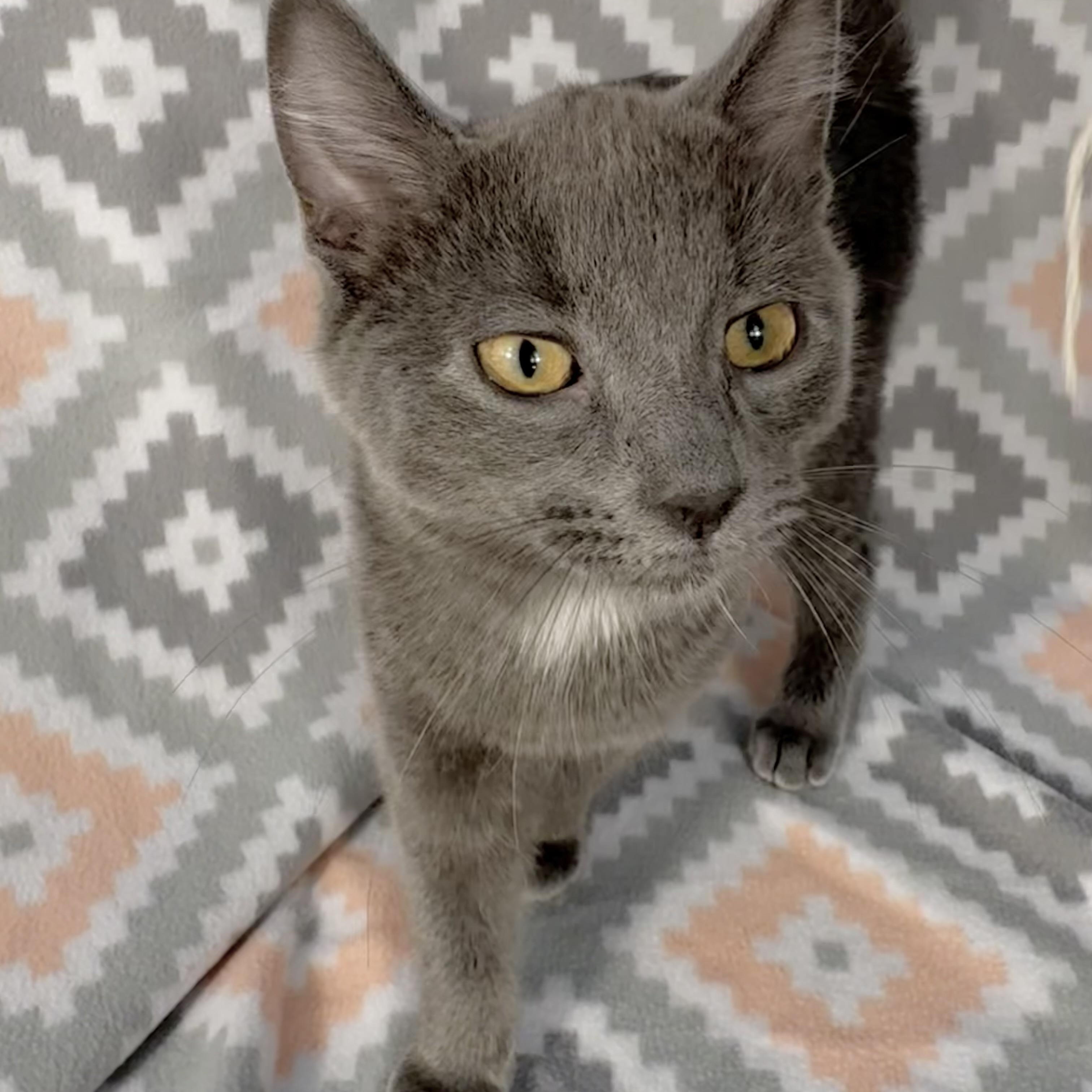 Enlarge Hunter, a Adoptable Domestic Short Hair in Minneapolis, MN image 2/6