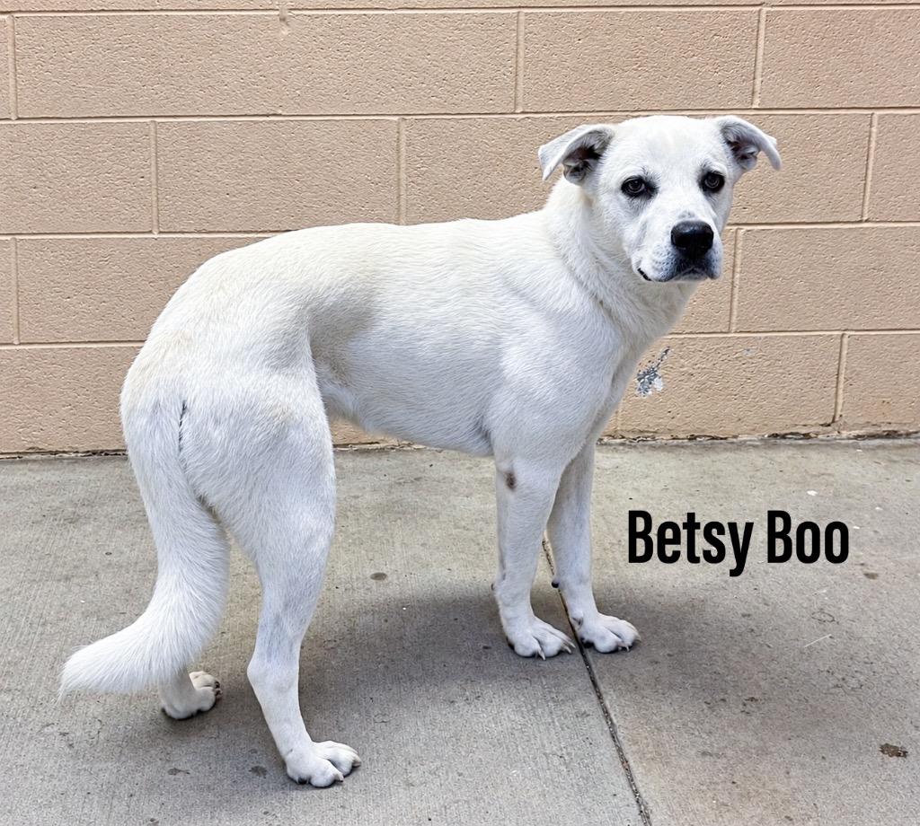 Betsy Boo, Adoptable, Young Female Great Pyrenees.