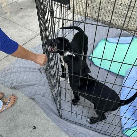 Edgar, Adoptable, Puppy Male Great Dane.