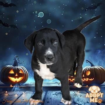 Edgar, a Adoptable mixed breed image 2/2