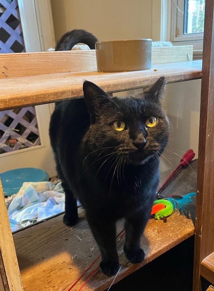 Enlarge Matilda, a Adoptable Domestic Short Hair in Skippack, PA image 1/6