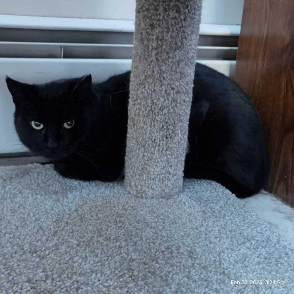 Enlarge Matilda, a Adoptable Domestic Short Hair in Skippack, PA image 1/5