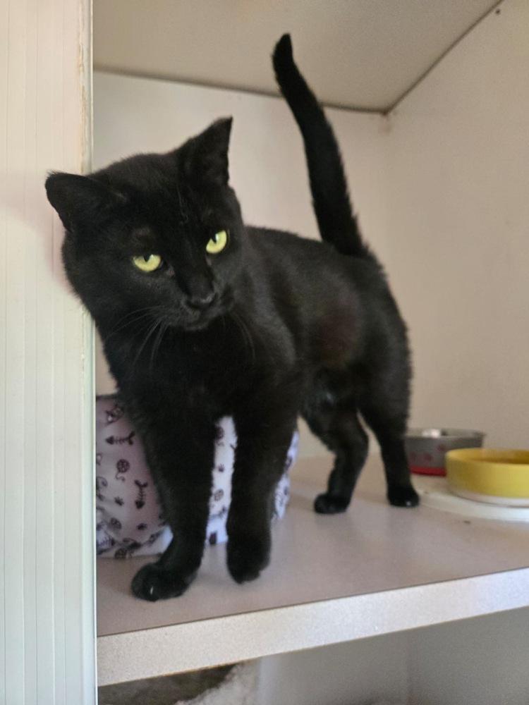 Enlarge Matilda, a Adoptable Domestic Short Hair in Skippack, PA image 2/5