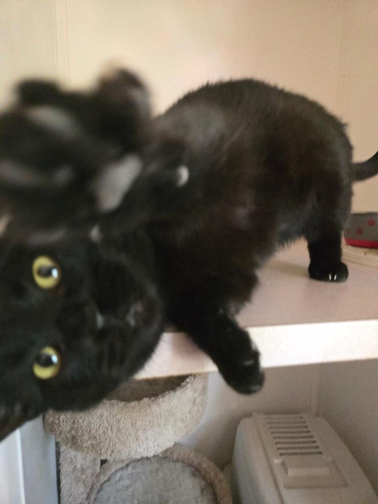 Enlarge Matilda, a Adoptable Domestic Short Hair in Skippack, PA image 3/5