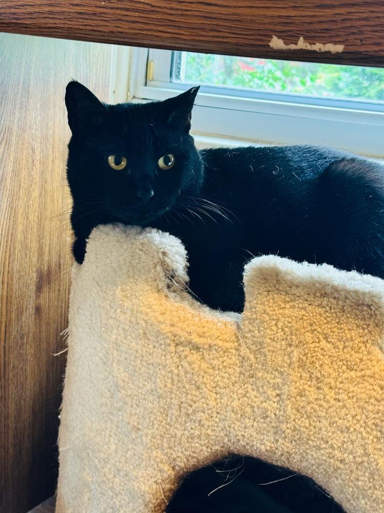 Enlarge Matilda, a Adoptable Domestic Short Hair in Skippack, PA image 4/5