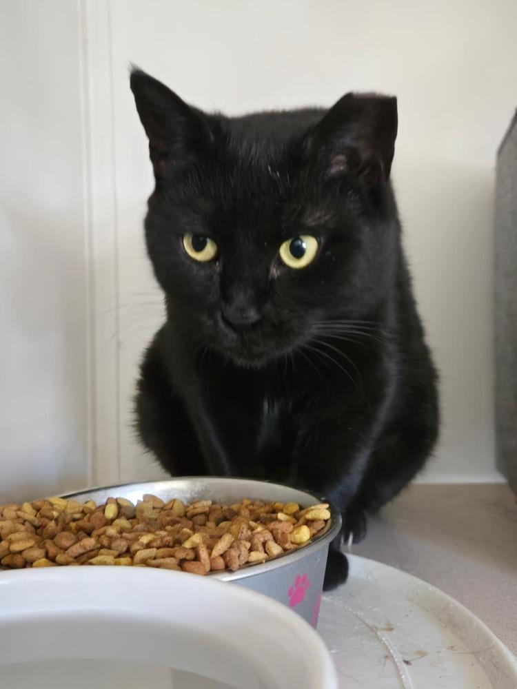Matilda, Adoptable, Adult Female Domestic Short Hair.