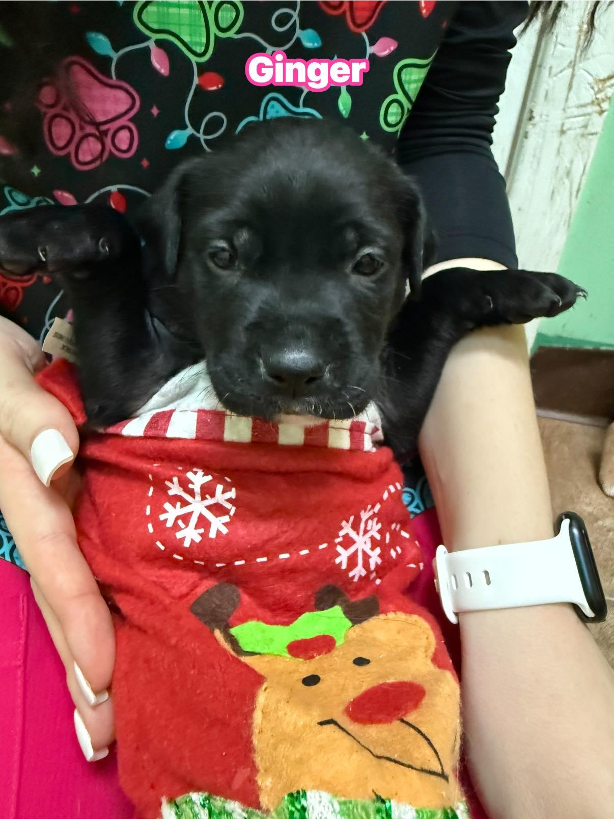 Enlarge Ginger, an adopted mixed breed in Bear, DE image 1/1