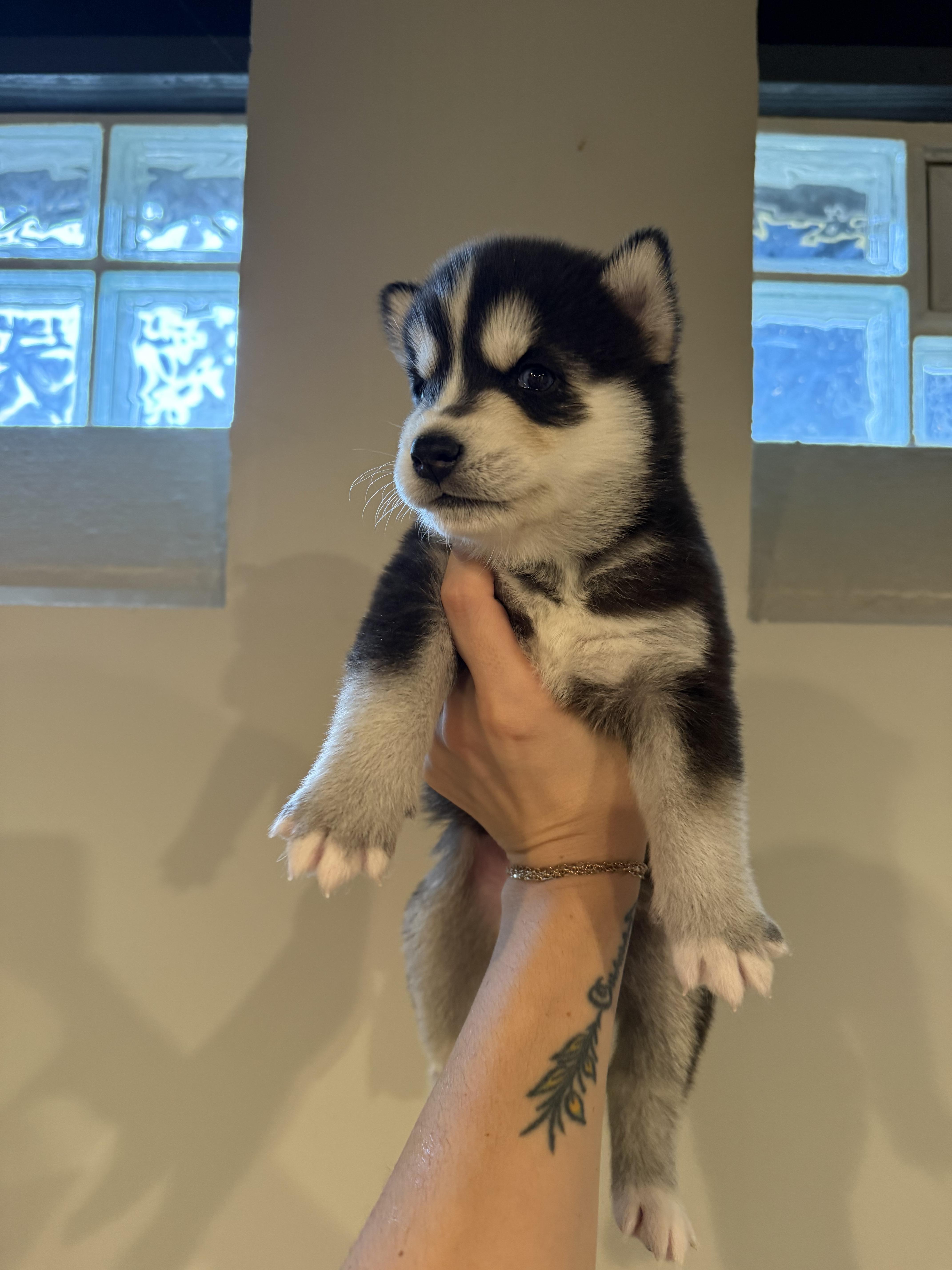 Java, ADOPTABLE, Puppy Female Husky & German Shepherd Dog.