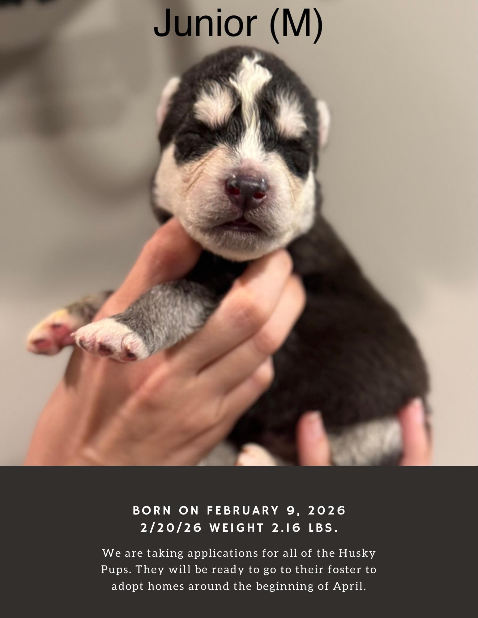 Enlarge Java - Kona - Latte - Junior - Mojo, a ADOPTABLE mixed breed in Lyndhurst, OH image 2/6