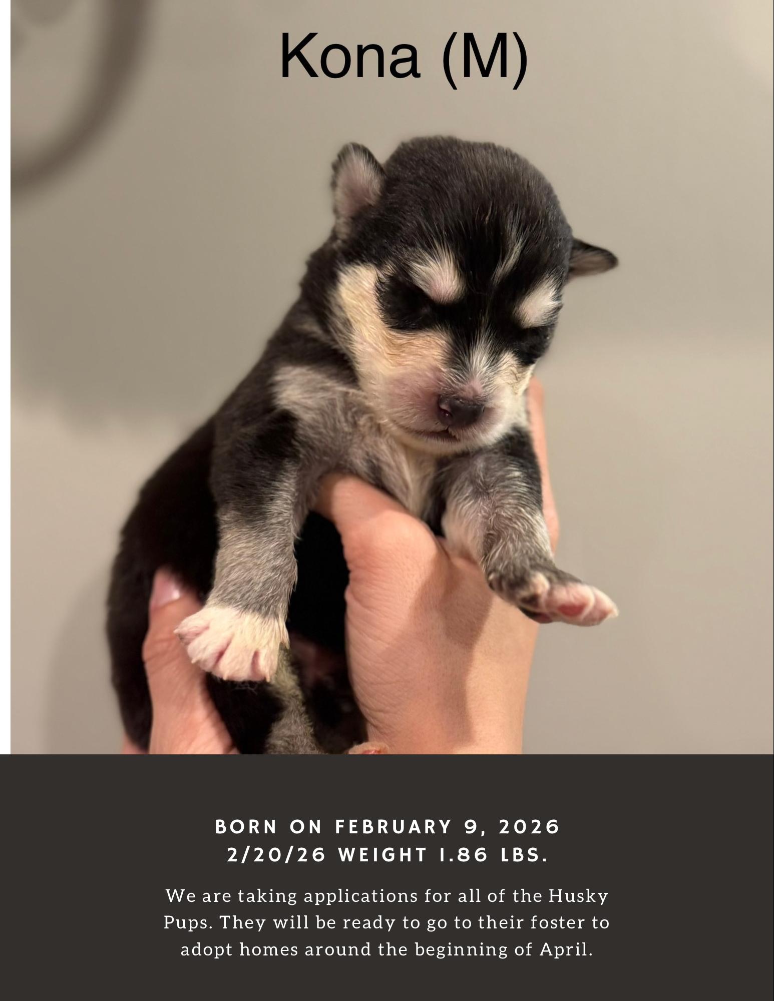 Enlarge Java - Kona - Latte - Junior - Mojo, a ADOPTABLE mixed breed in Lyndhurst, OH image 3/6