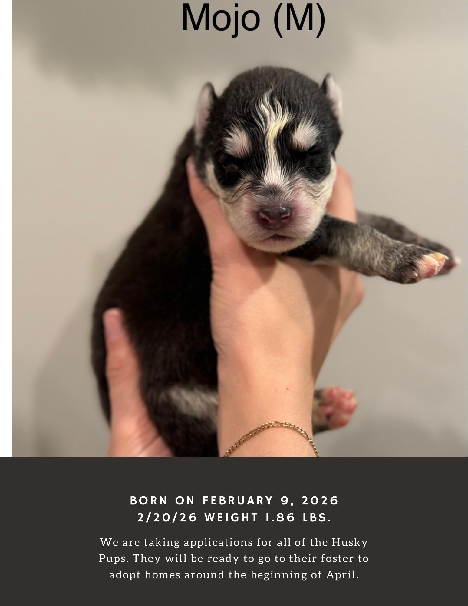 Enlarge Java - Kona - Latte - Junior - Mojo, a ADOPTABLE mixed breed in Lyndhurst, OH image 4/6