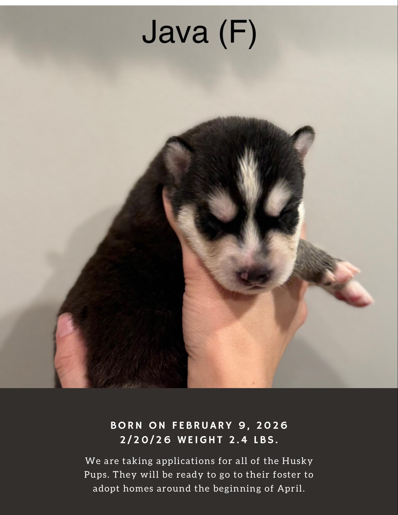 Enlarge Java - Kona - Latte - Junior - Mojo, a ADOPTABLE mixed breed in Lyndhurst, OH image 5/6