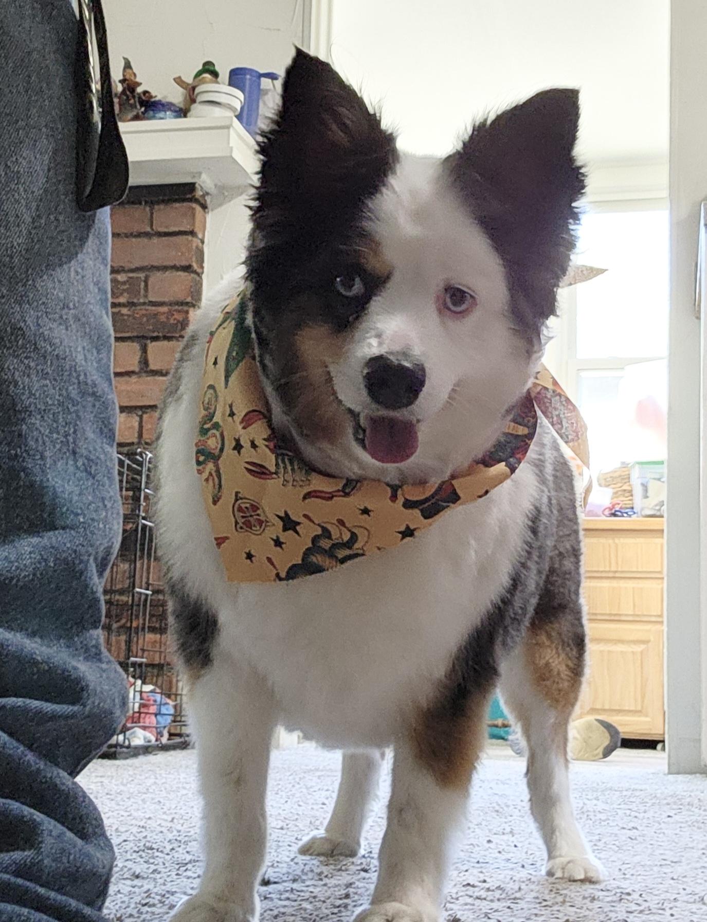Oliver( miniature Aussie), Adopted, Adult Male Australian Shepherd.