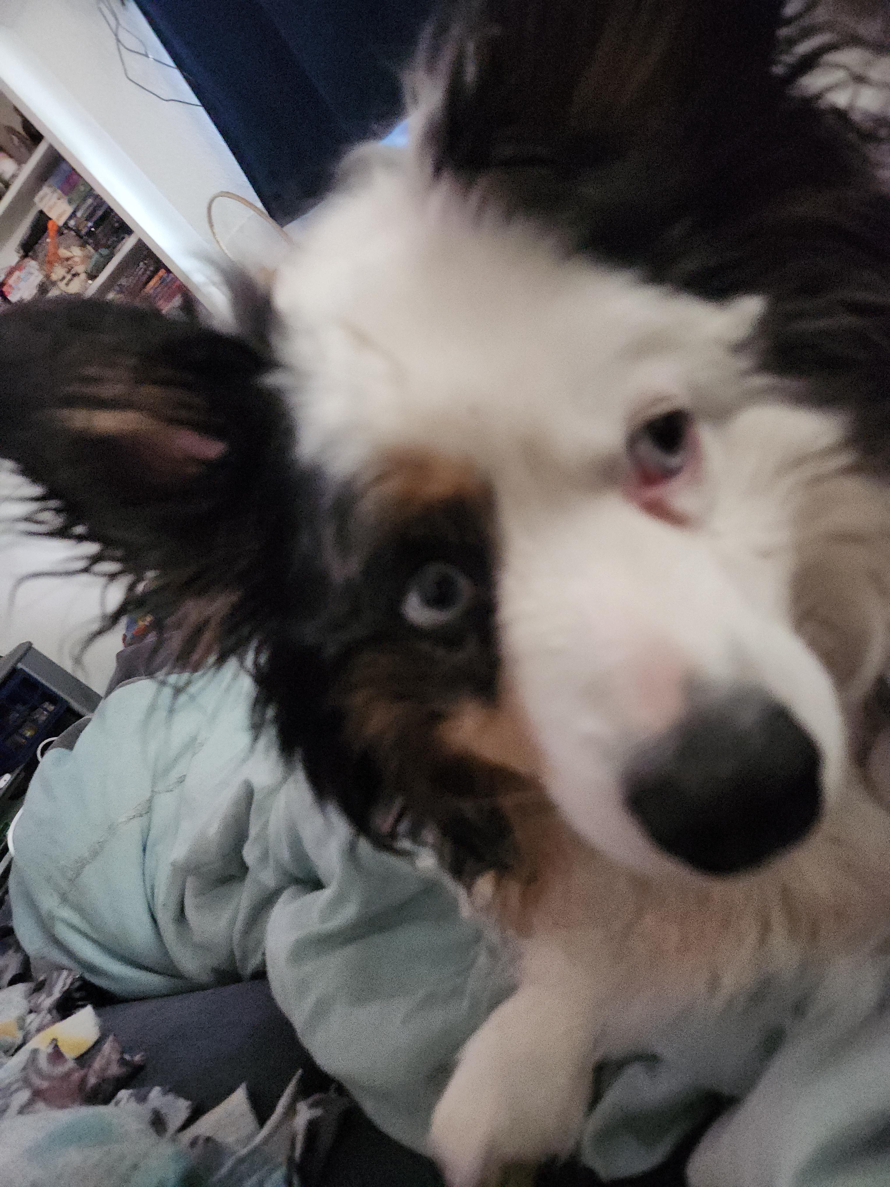 Enlarge Oliver( miniature Aussie), a Adopted Australian Shepherd in White Lake, MI image 3/4