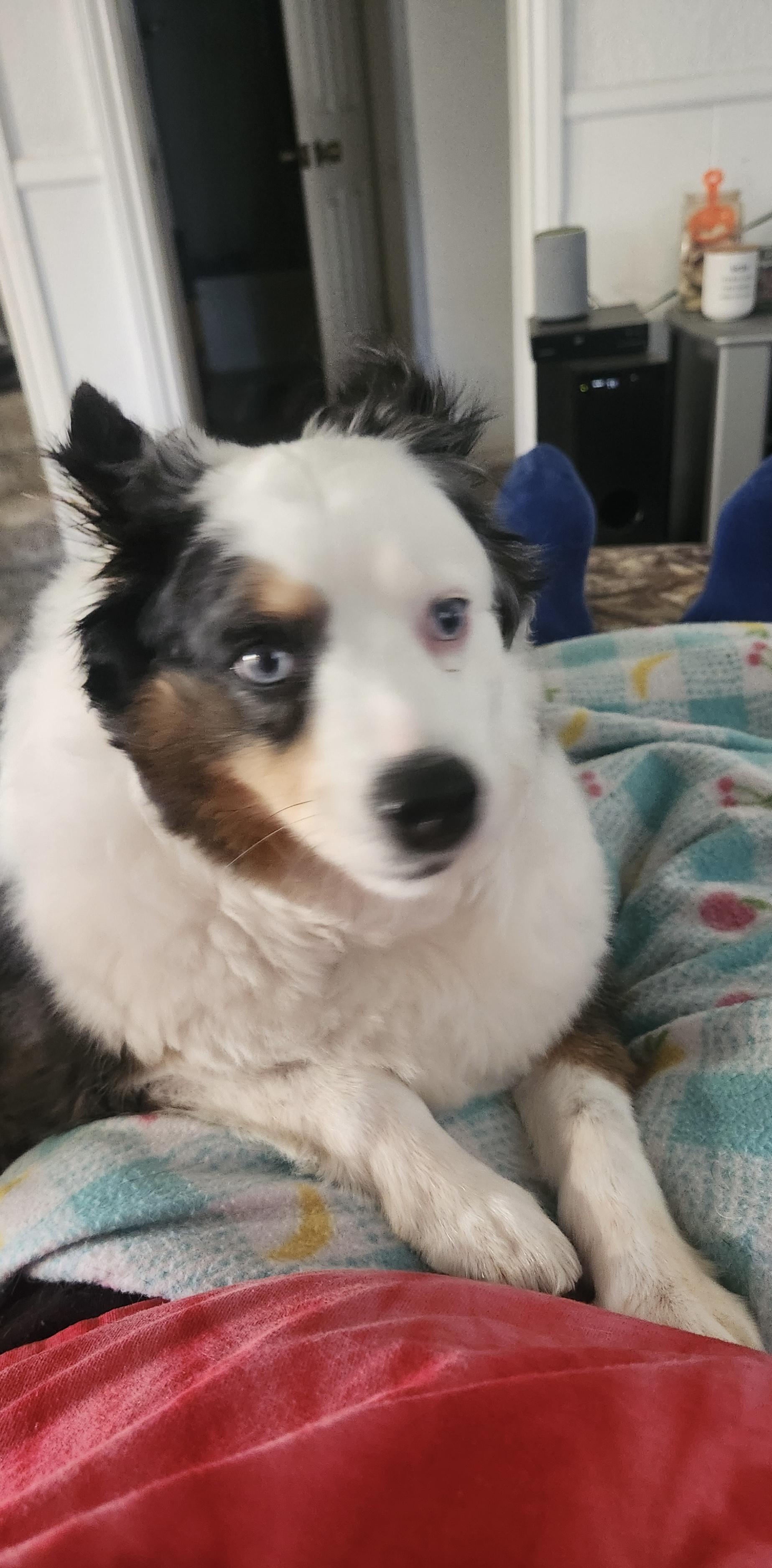 Enlarge Oliver( miniature Aussie), a Adopted Australian Shepherd in White Lake, MI image 2/4