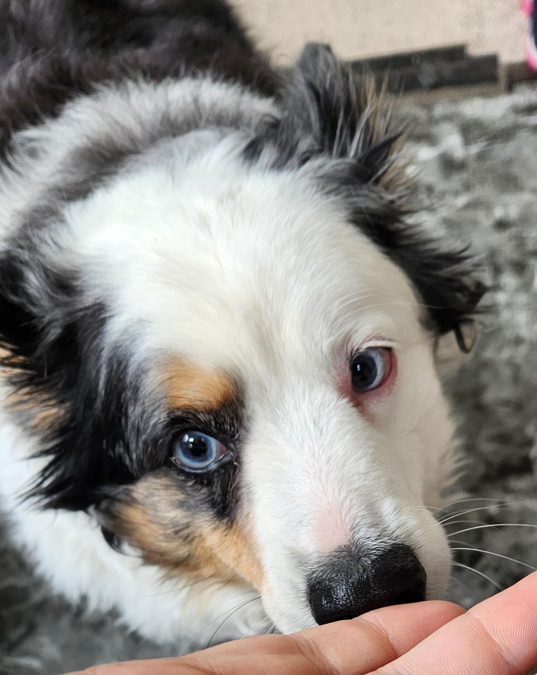 Enlarge Oliver( miniature Aussie), a Adopted Australian Shepherd in White Lake, MI image 4/4