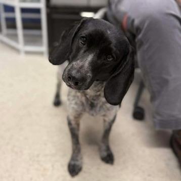 South, Adoptable, Young Male Beagle & Mixed Breed.