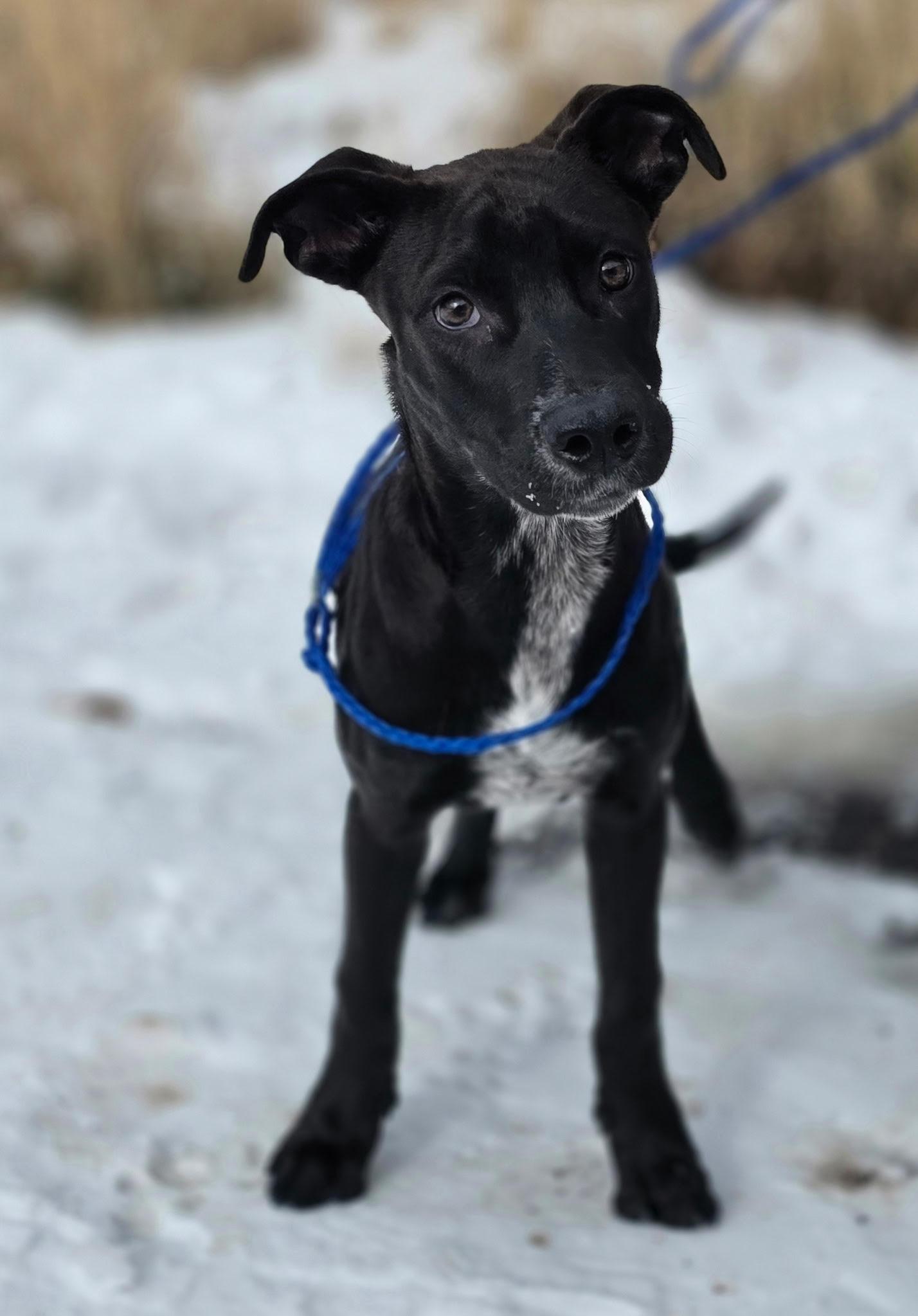 Enlarge Jill, a ADOPTABLE Mixed Breed in Conifer, CO image 1/1