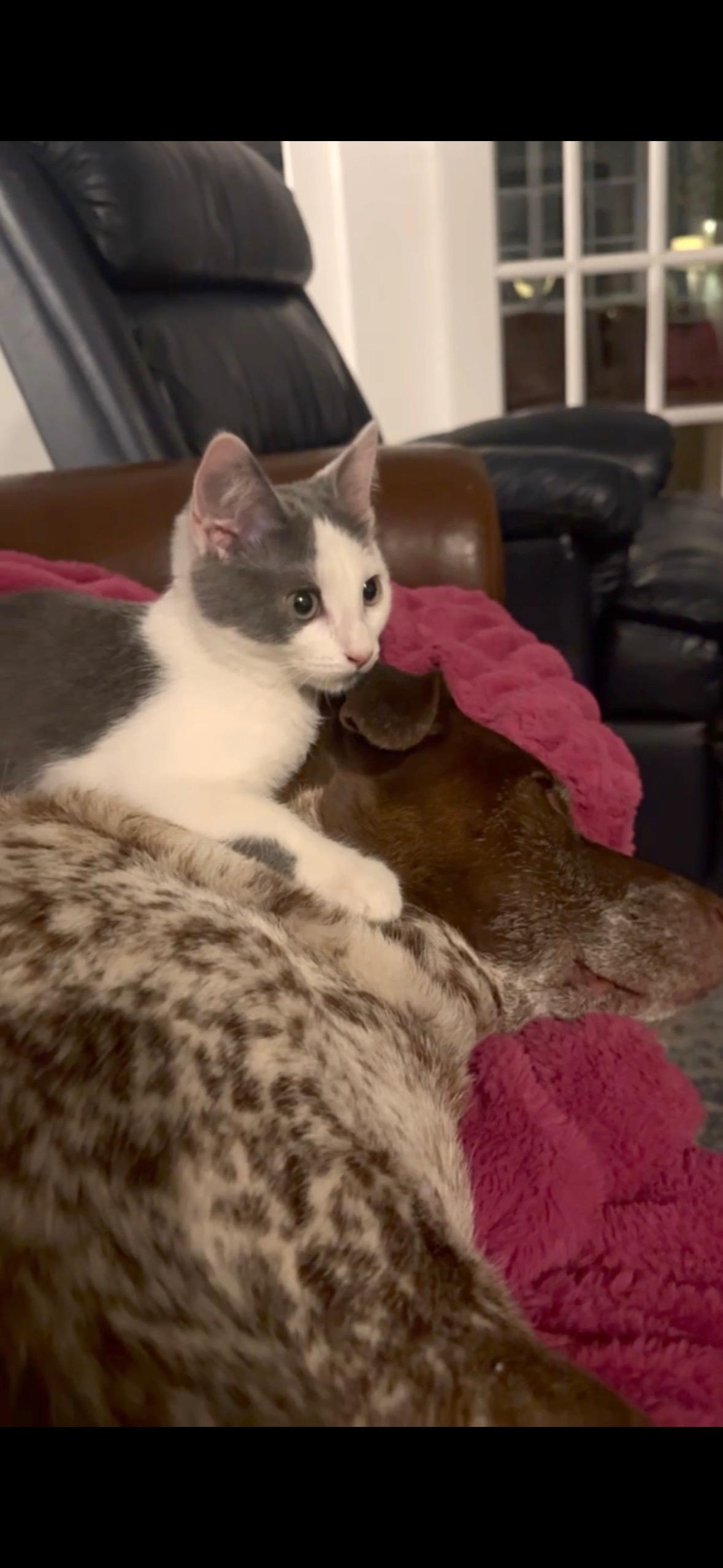 Enlarge Little, a Adoptable mixed breed in Waxhaw, NC image 4/6