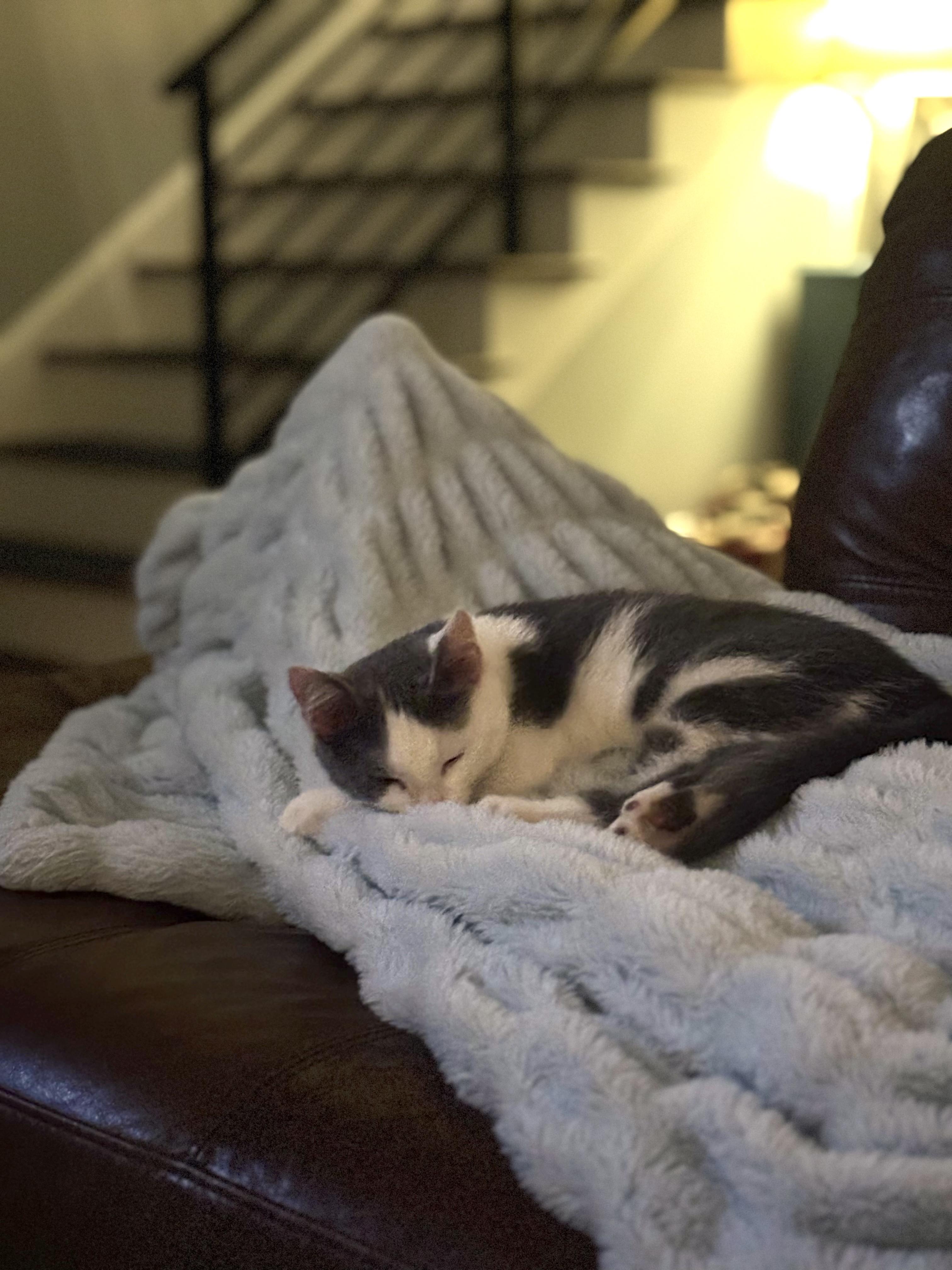 Enlarge Little, a Adoptable mixed breed in Waxhaw, NC image 5/6