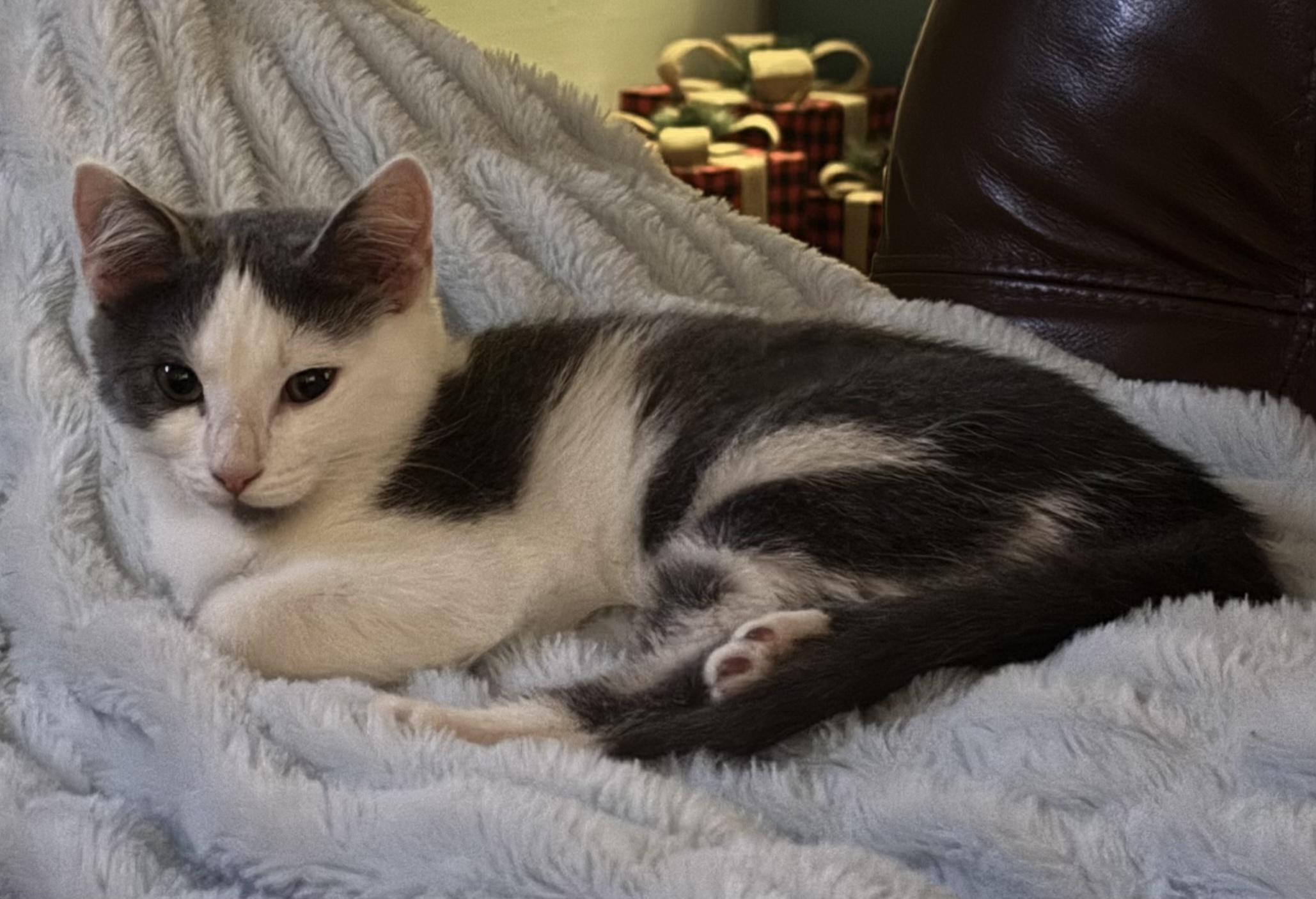 Enlarge Little, a Adoptable mixed breed in Waxhaw, NC image 1/6