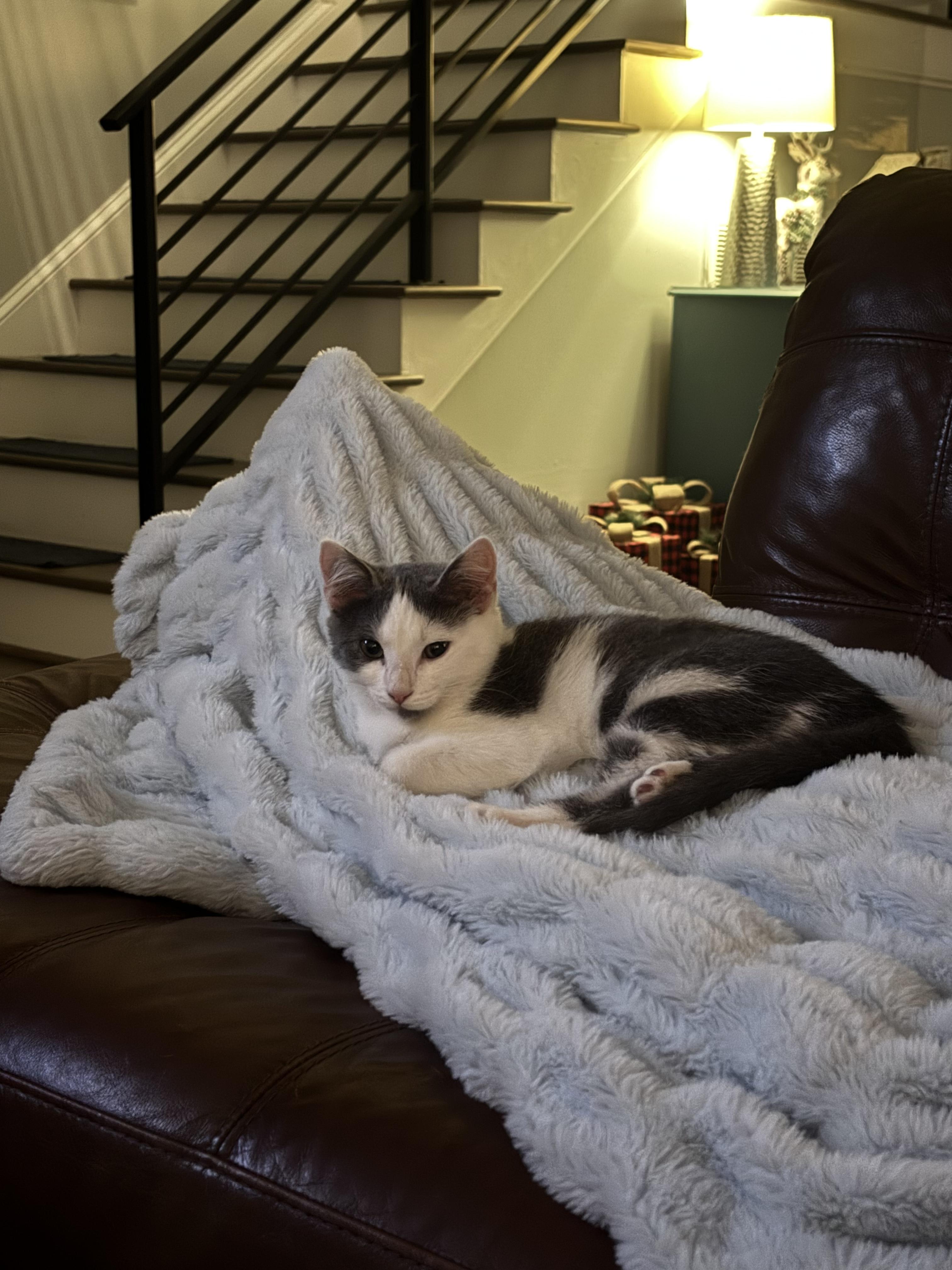 Enlarge Little, a Adoptable mixed breed in Waxhaw, NC image 6/6