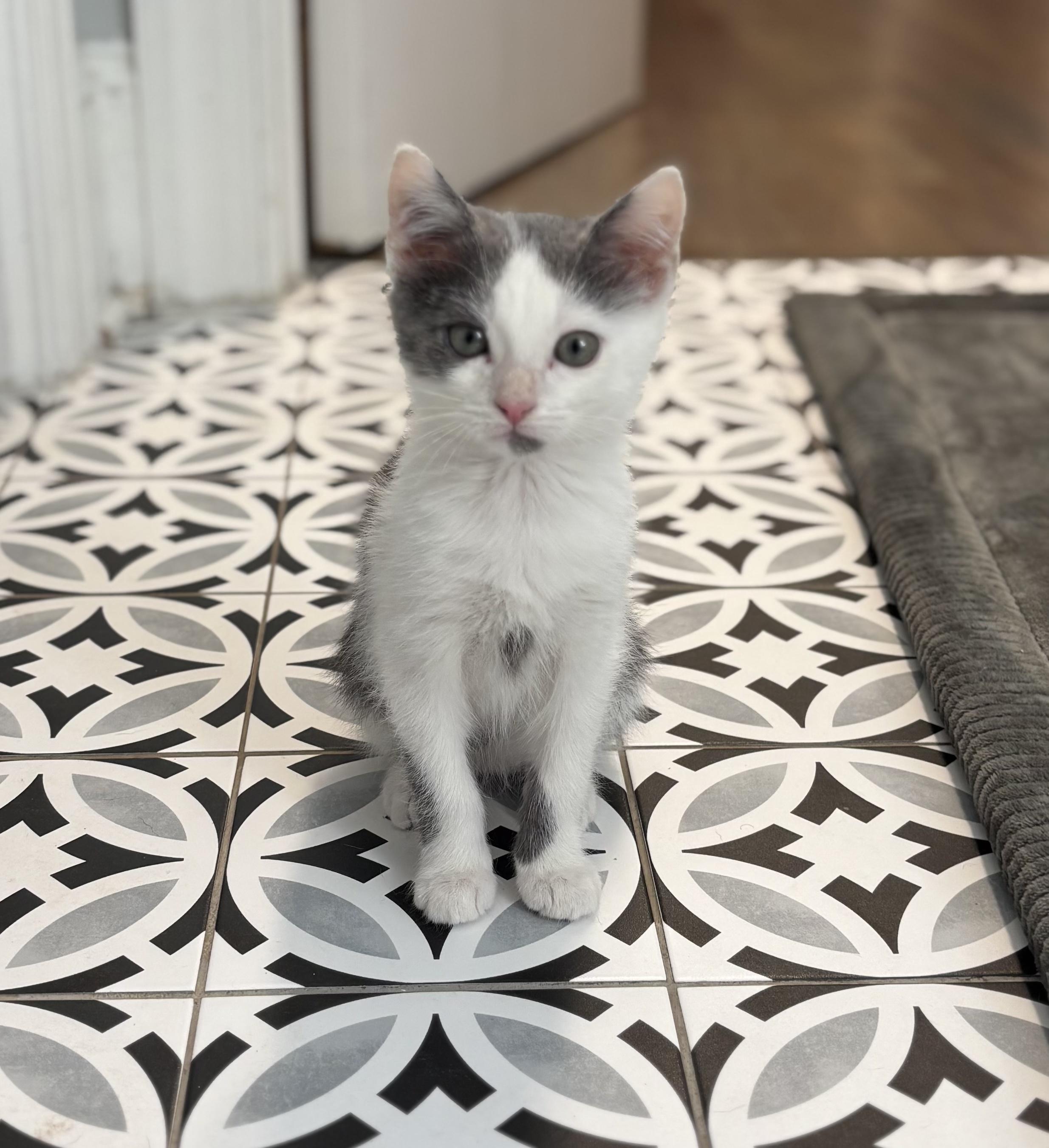 Enlarge Little, a Adoptable mixed breed in Waxhaw, NC image 2/6