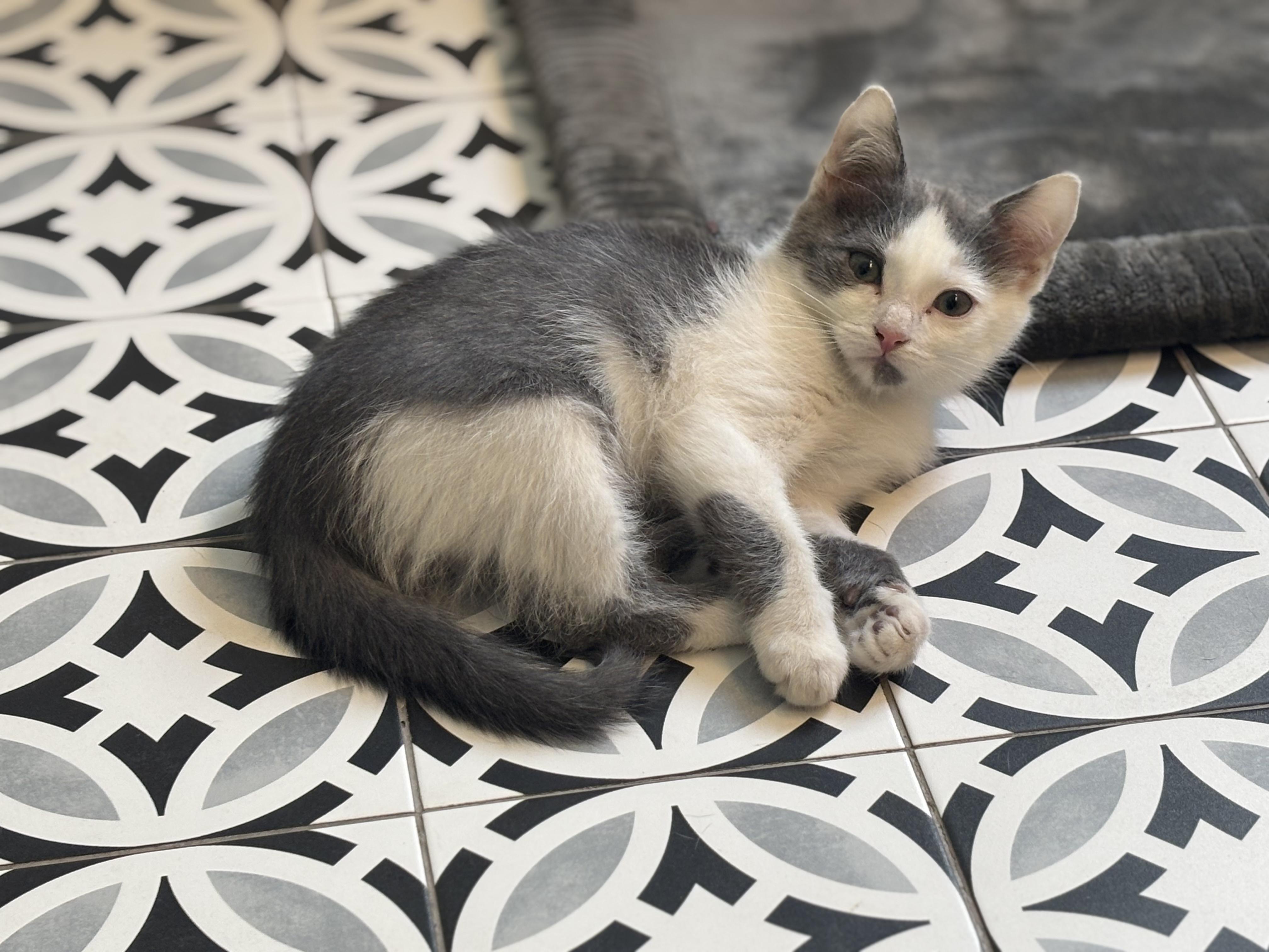 Enlarge Little, a Adoptable mixed breed in Waxhaw, NC image 3/6