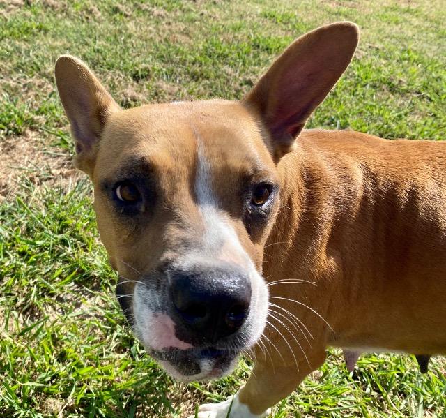 Star, Adoptable, Senior Female Boxer & Jack Russell Terrier.