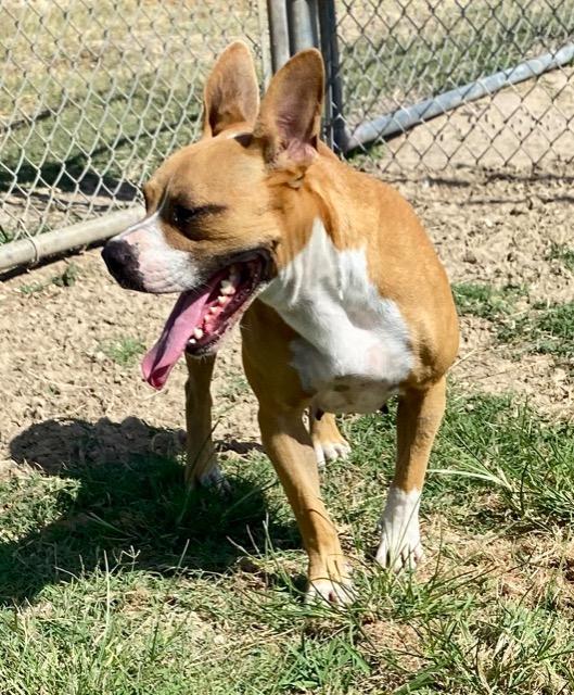 Enlarge Star, a Adoptable mixed breed in Quinlan, TX image 2/6