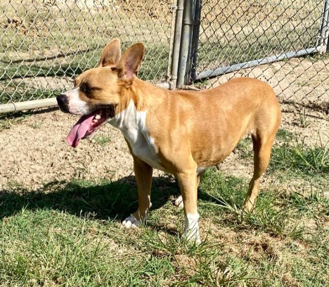 Enlarge Star, a Adoptable mixed breed in Quinlan, TX image 3/6