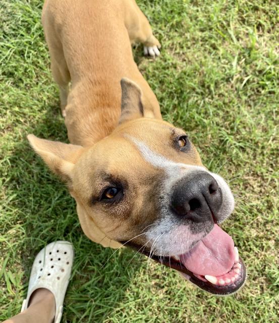 Enlarge Star, a Adoptable mixed breed in Quinlan, TX image 3/6