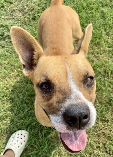 Enlarge Star, a Adoptable mixed breed in Quinlan, TX image 4/6