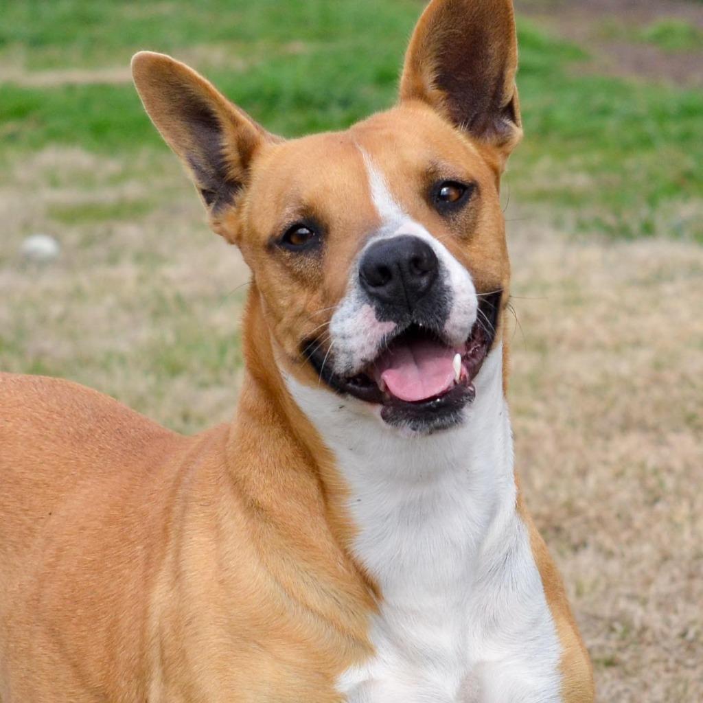 Enlarge Star, a Adoptable mixed breed in Quinlan, TX image 5/6