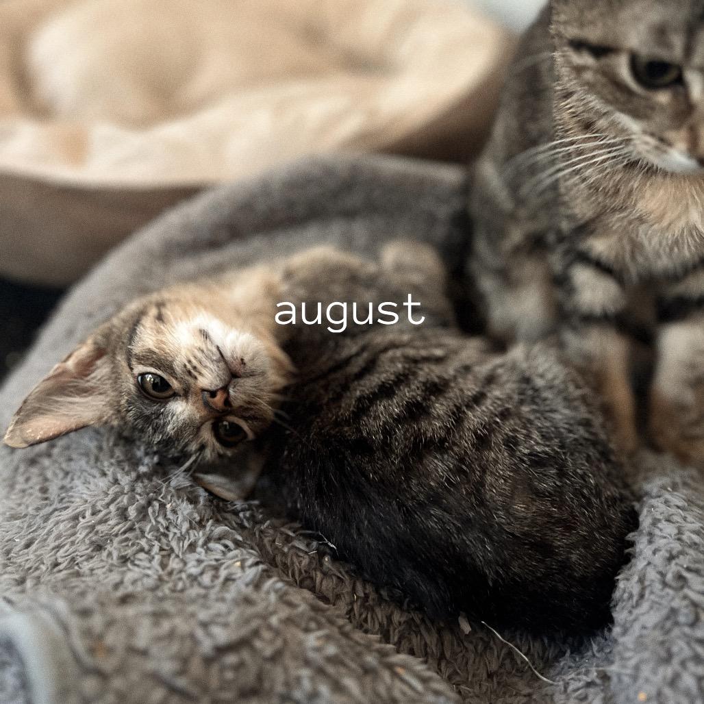 Enlarge AUGUST, a Adoptable Domestic Short Hair in San Antonio, TX image 1/3