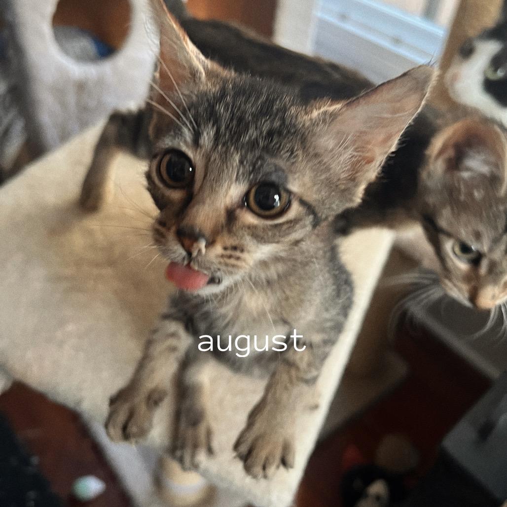 Enlarge AUGUST, a Adoptable Domestic Short Hair in San Antonio, TX image 2/3