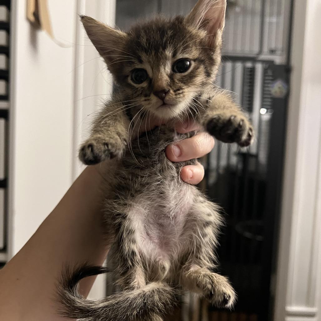 Enlarge AUGUST, a Adoptable Domestic Short Hair in San Antonio, TX image 3/3
